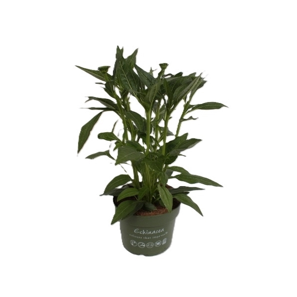 <h4>Echinacea Sombrero Blanco</h4>