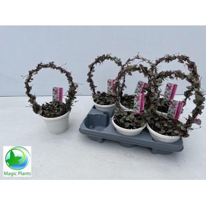 CEROPEGIA WOODII SUP