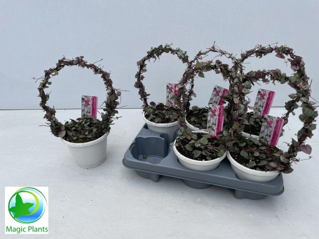 <h4>CEROPEGIA WOODII SUP</h4>