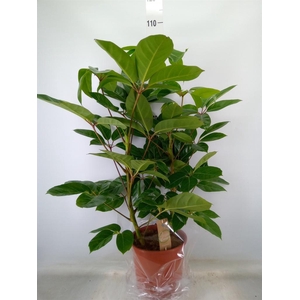 Schefflera actin. 'Amate'