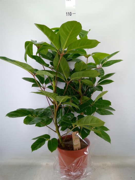 <h4>Schefflera actin. 'Amate'</h4>