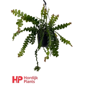 Epiphyllum anguliger