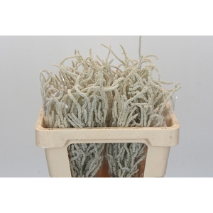 Amaranthus Yearming Desert