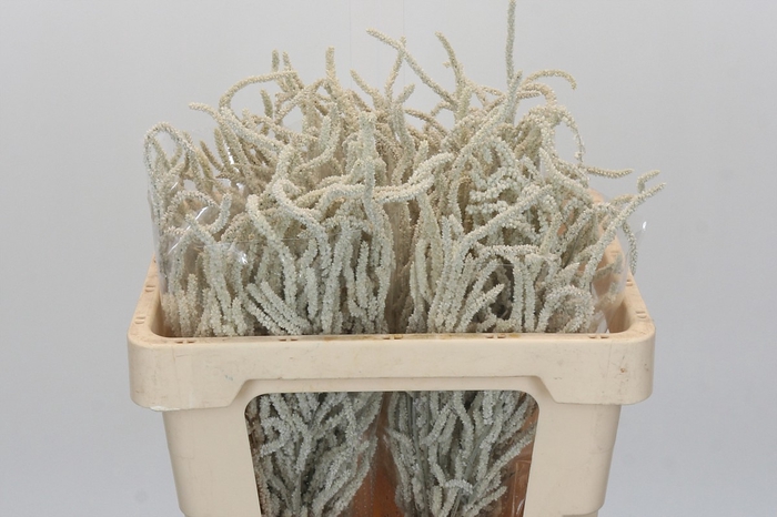 <h4>Amaranthus Yearming Desert</h4>