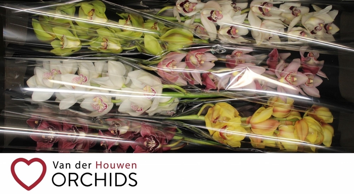 <h4>70 cm gemengd</h4>