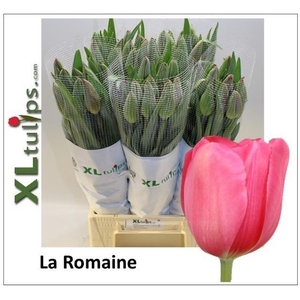 TU EN LA ROMAINE