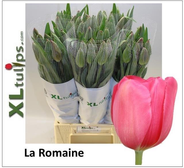 <h4>TU EN LA ROMAINE</h4>