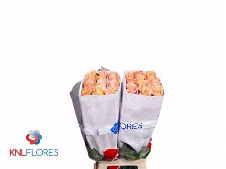 <h4>R Gr Shimmer</h4>