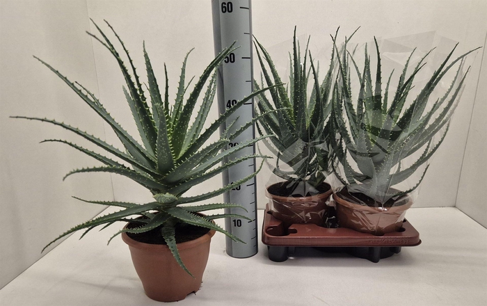 <h4>Aloe arborescens</h4>