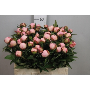 Paeo L Gardenia