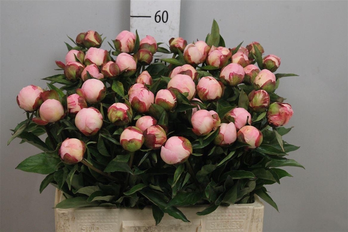 <h4>Paeo L Gardenia</h4>