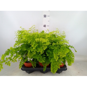 Adiantum raddi. 'Fragrans'