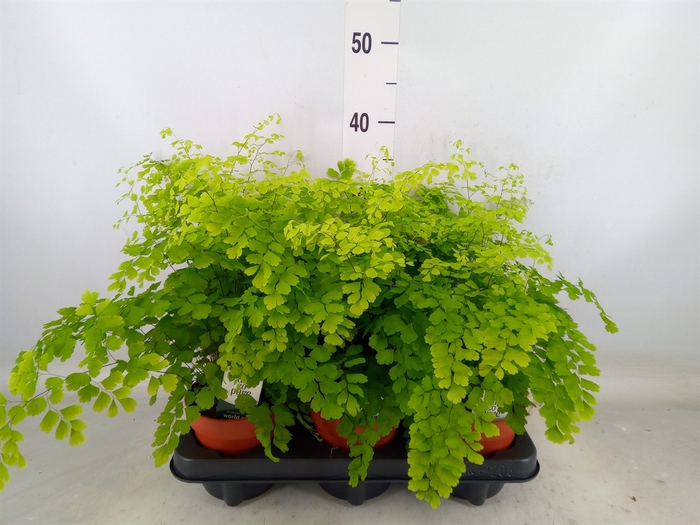 <h4>Adiantum raddi. 'Fragrans'</h4>