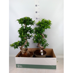 Ficus microcarpa 'Ginseng'