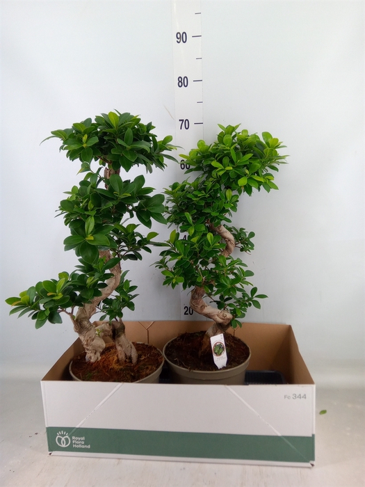 <h4>Ficus microcarpa 'Ginseng'</h4>