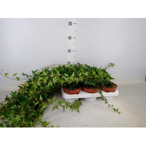 Hedera helix 'Shamrock'