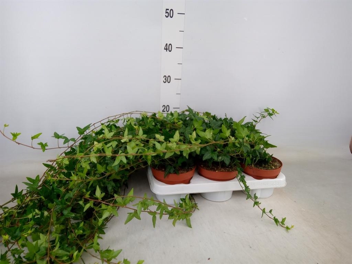 <h4>Hedera helix 'Shamrock'</h4>