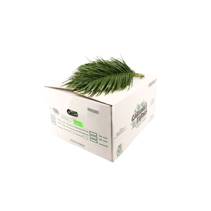 Phoenix Bq 60cm