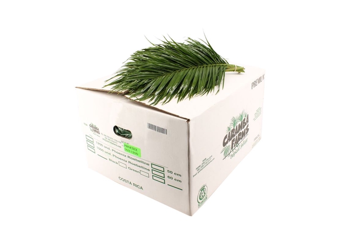 <h4>Phoenix Bq 60cm</h4>