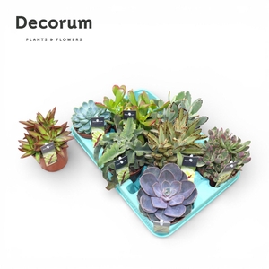 Succulenten mix (8spc) (decorum)