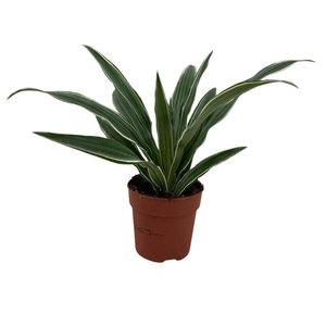 Dracaena frag. 'Compacta'