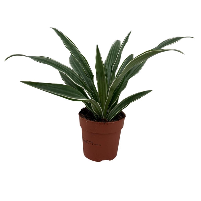 <h4>Dracaena frag. 'Compacta'</h4>