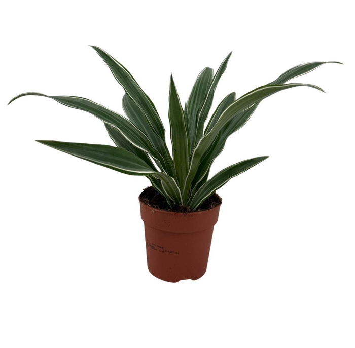 <h4>Dracaena frag. 'Compacta'</h4>