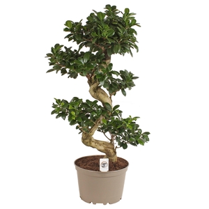 Ficus m. Ginseng pot ø24cm in Carbon Free pot S-Shape