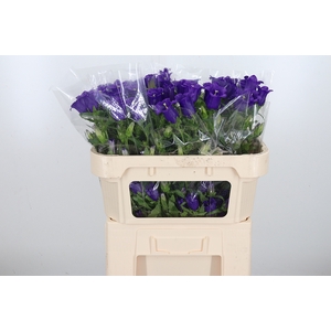Campanula Cham Blue
