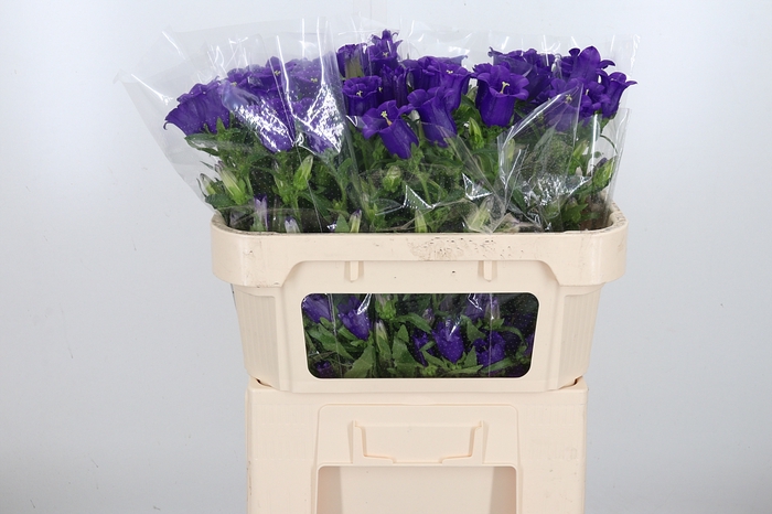 <h4>Campanula Cham Blue</h4>