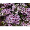 Wax Giselle (Pink) - 60g
