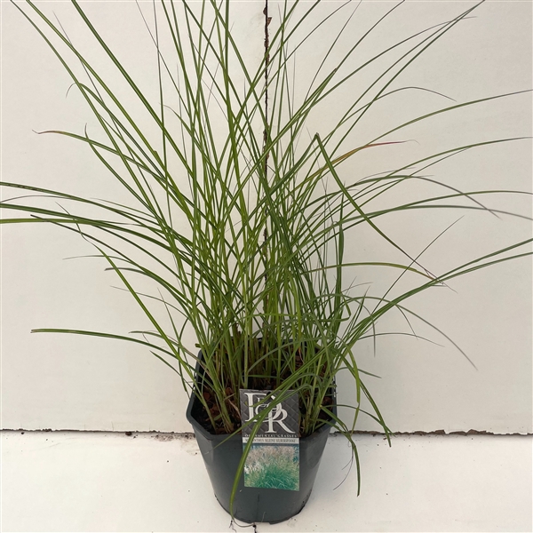 <h4>Graminées Miscanthus 'Kleine Silberspinne'</h4>