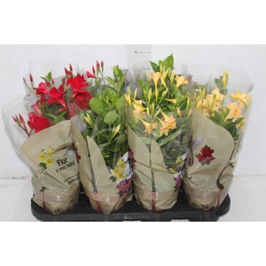 DIPLADENIA PICOLI P14 VARIADO