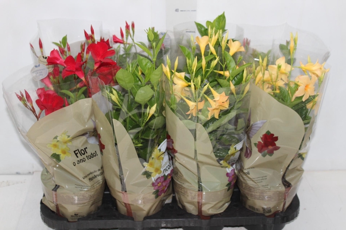 <h4>DIPLADENIA PICOLI P14 VARIADO</h4>