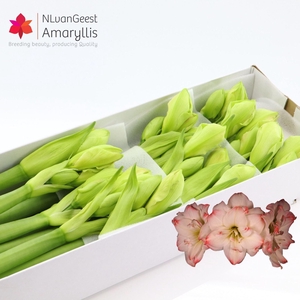 HIPP DG AMADEUS CAND