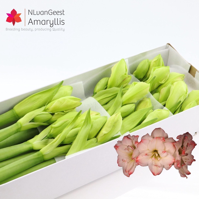 <h4>HIPP DG AMADEUS CAND</h4>