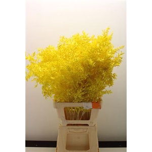 Dr Ruscus Bleach Geel