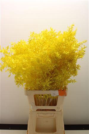 <h4>Dr Ruscus Bleach Geel</h4>