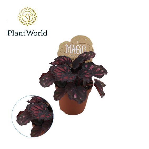 <h4>Begonia Magic Colours Etna</h4>