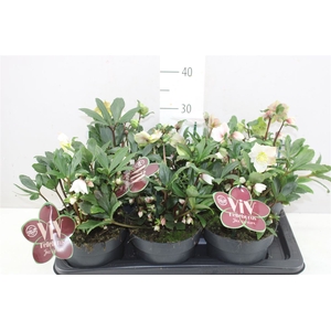 Helleborus Viv Albert 20+