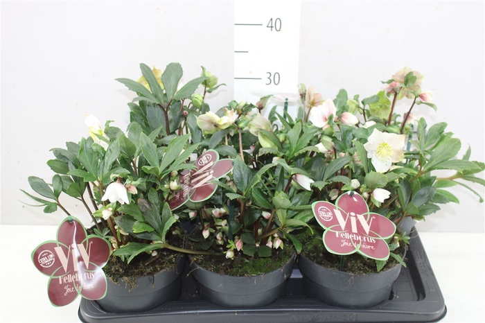 <h4>Helleborus Viv Albert 20+</h4>