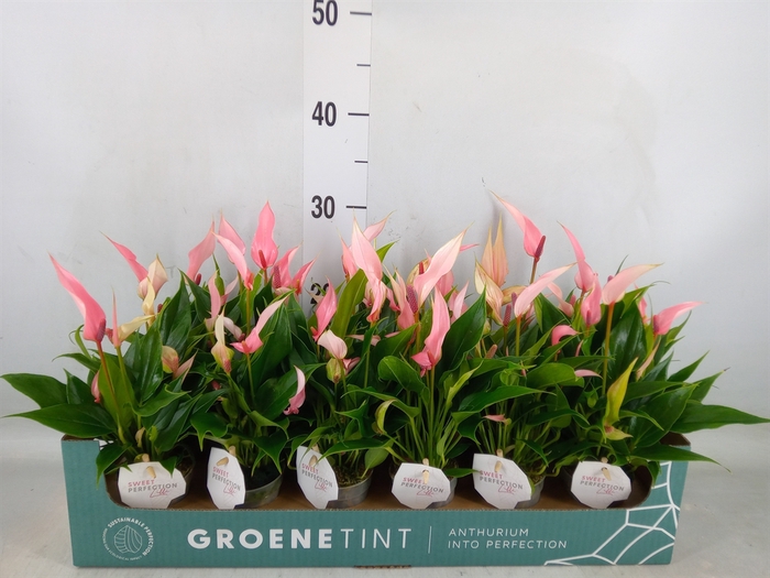 <h4>Anthurium andr. 'Lilli'</h4>