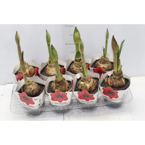 AMARYLLIS P14