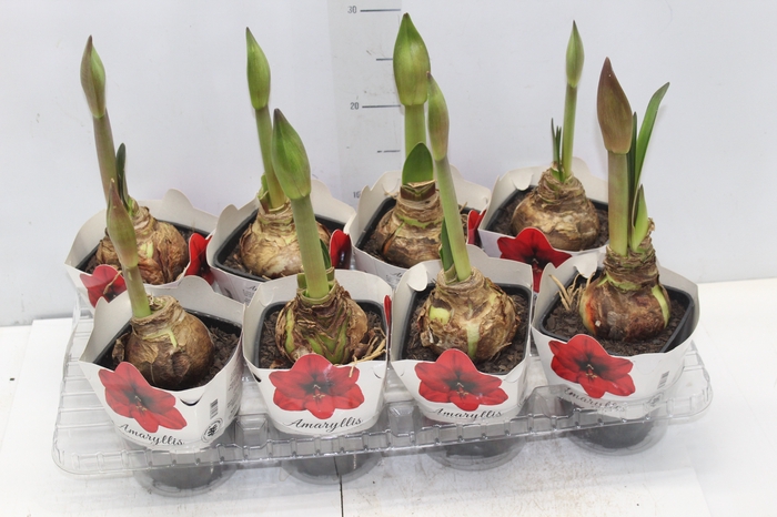 <h4>AMARYLLIS P14</h4>