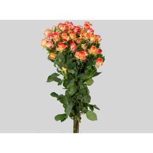 ROSA SPRAY SUMMER DANCE 040 CM