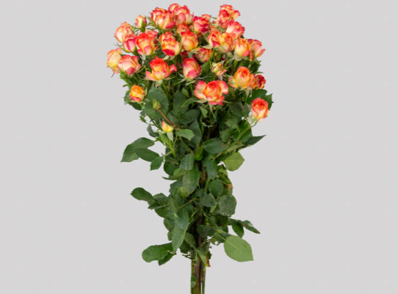 <h4>ROSA SPRAY SUMMER DANCE 040 CM</h4>