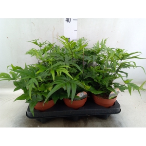Doryopteris pedata