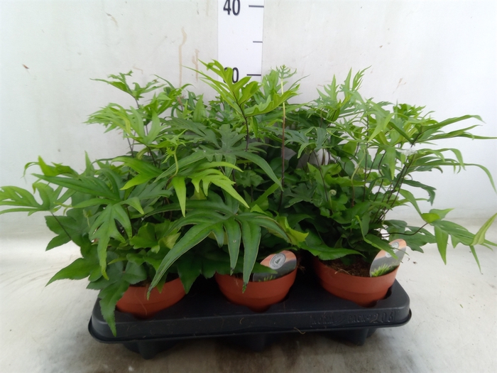 <h4>Doryopteris pedata</h4>