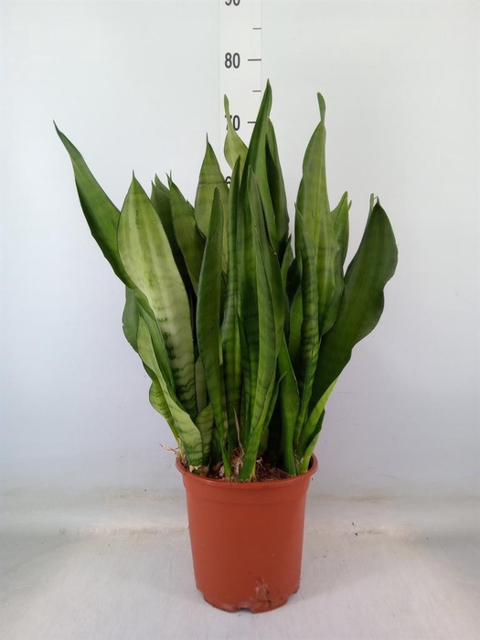 <h4>Sansevieria trifa. 'Moonshine'</h4>