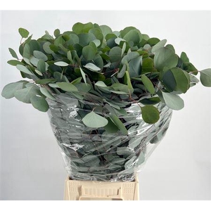 Eucalyptus per bos populifolia
